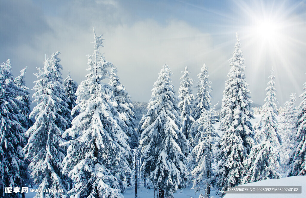 冬日雪覆松林美景