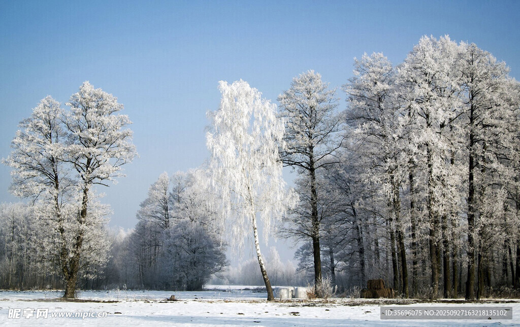 冬日雪景中的銀白樹林