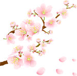 粉色桃花枝花瓣飄落