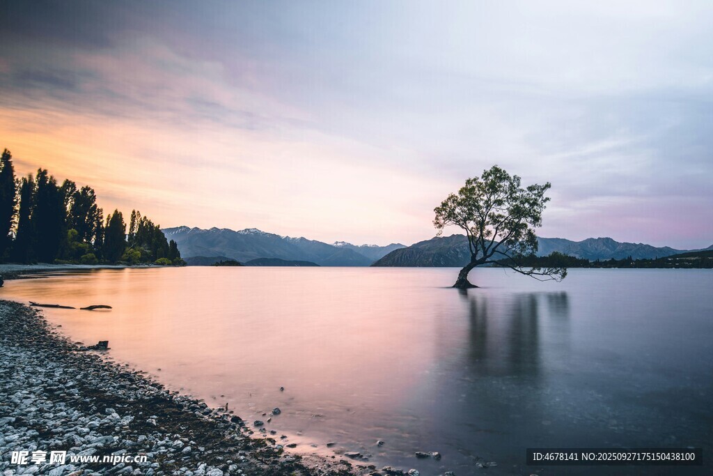 湖畔孤樹映晚霞美景