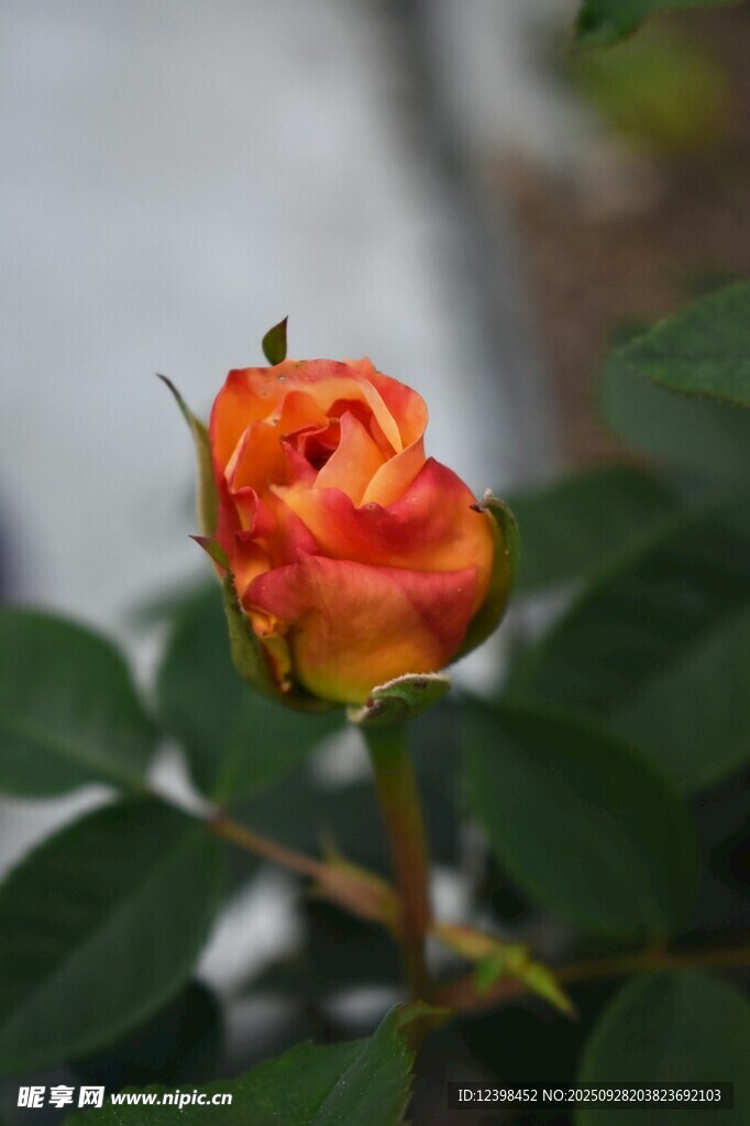 橙紅色嬌艷月季花