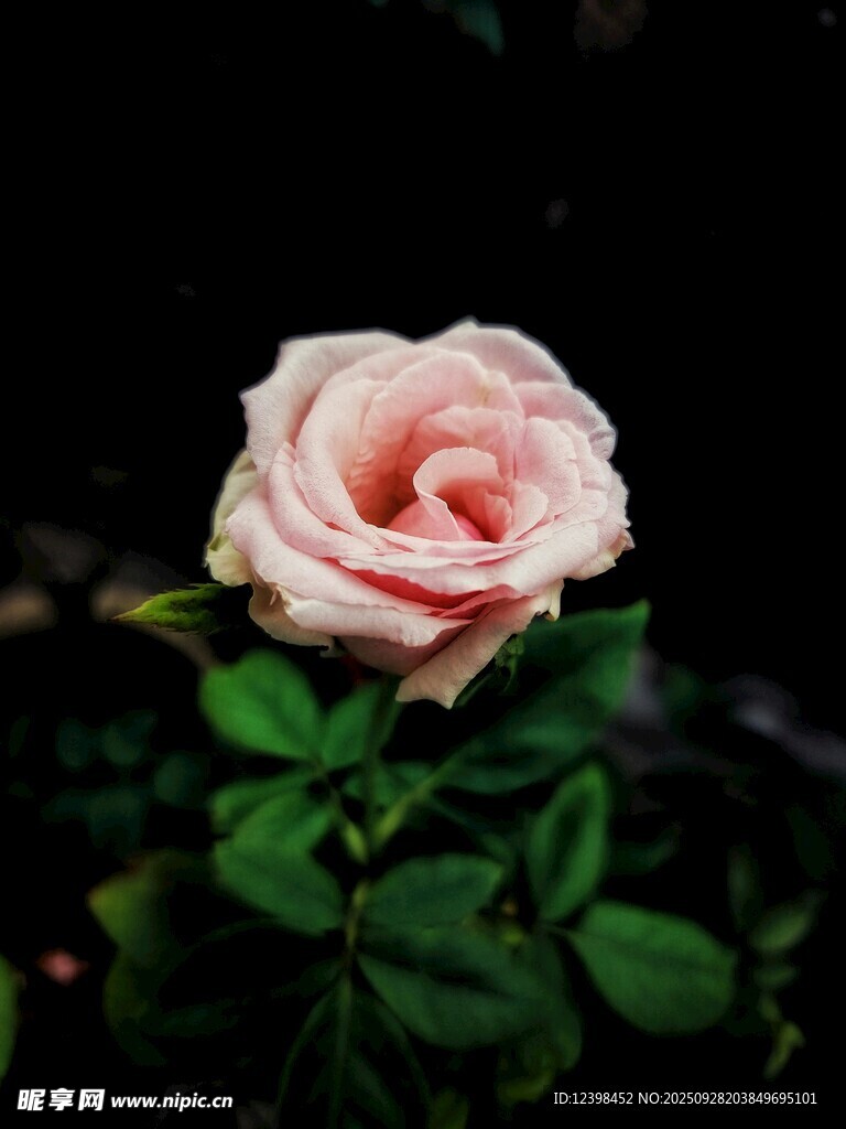 單枝粉色嬌艷玫瑰花