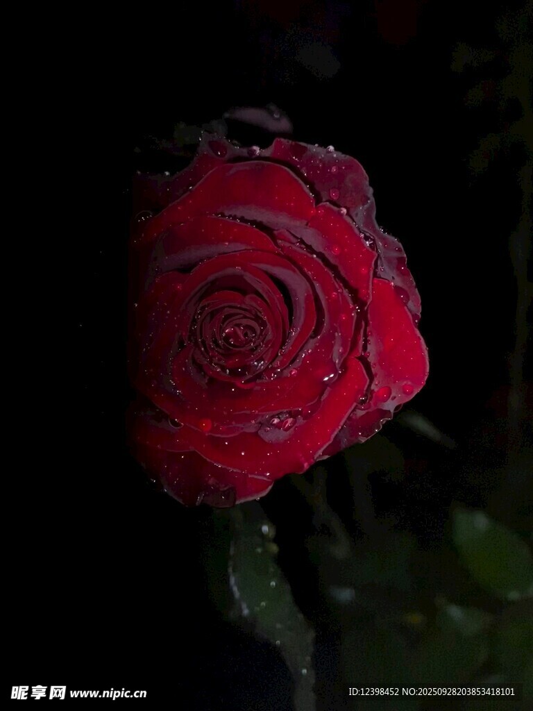 暗夜帶露紅玫瑰