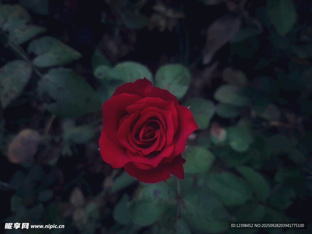 嬌艷紅玫瑰