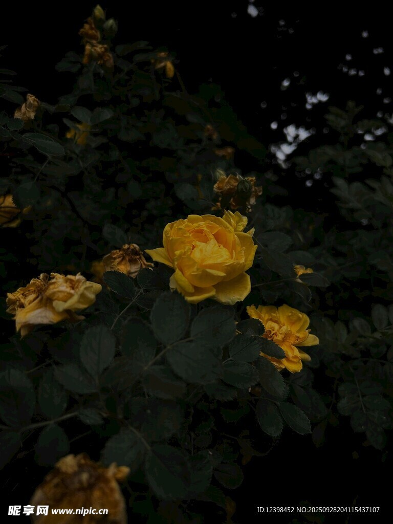 夜下綻放的金黃花朵