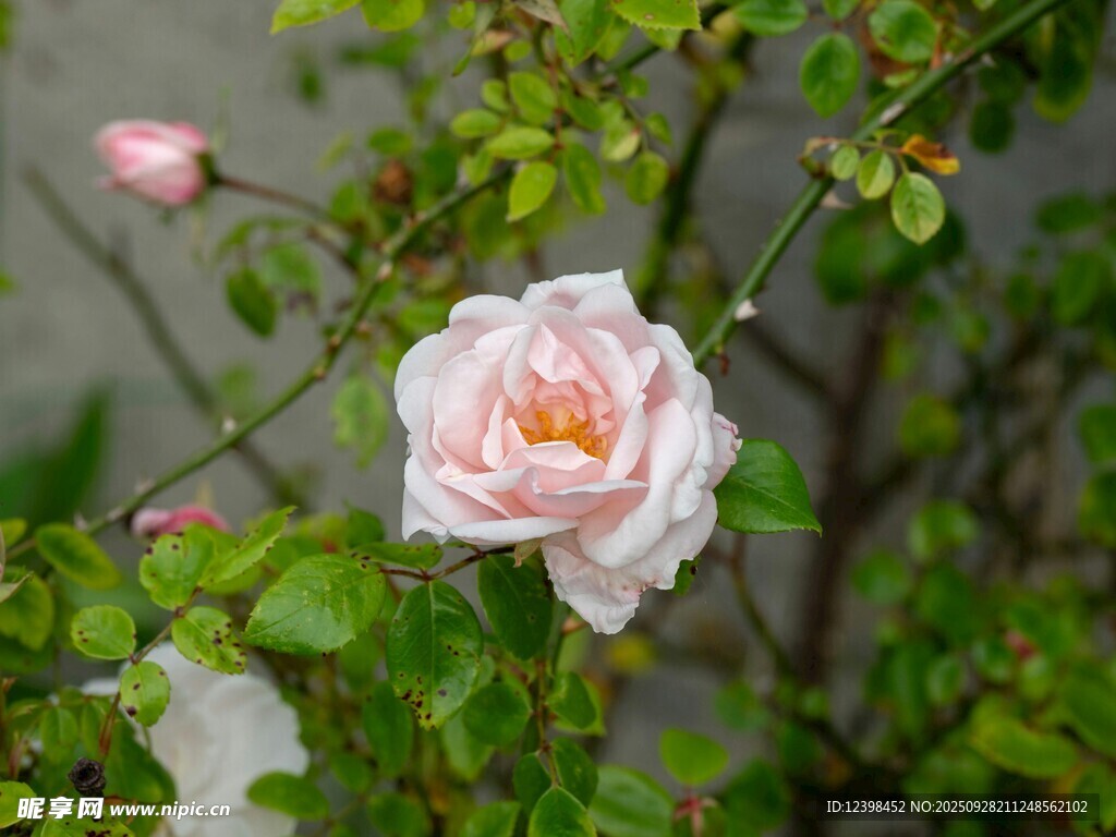 粉色薔薇花綻放