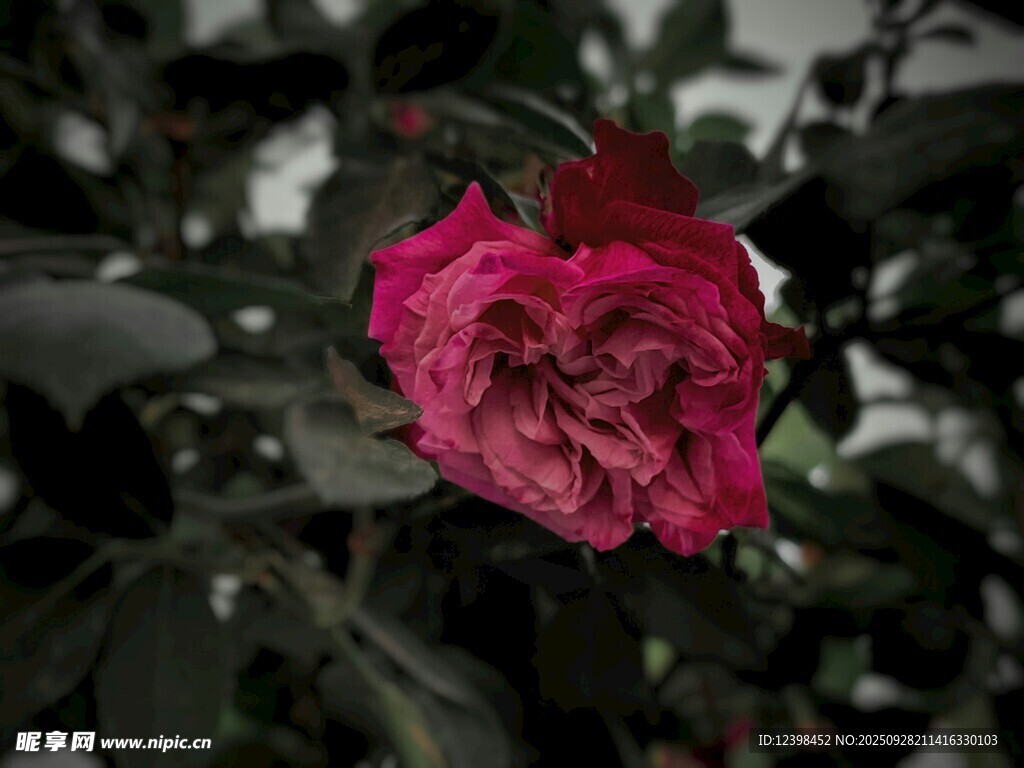 嬌艷紅玫瑰綻放于綠葉間