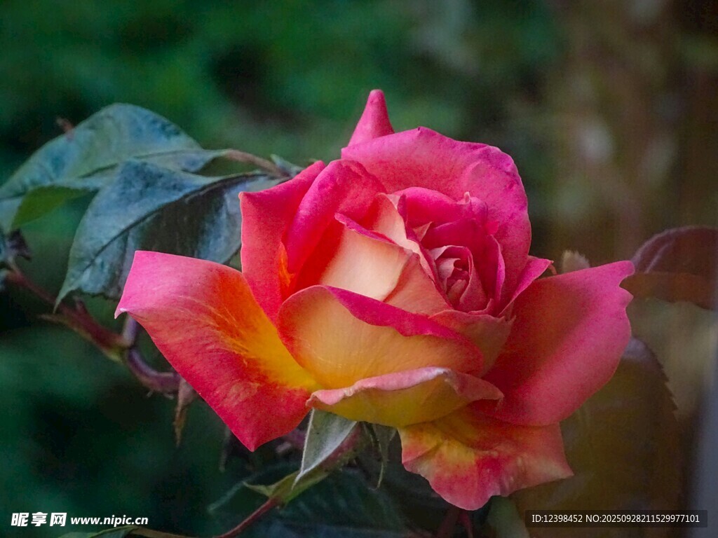 嬌艷雙色月季花綻放
