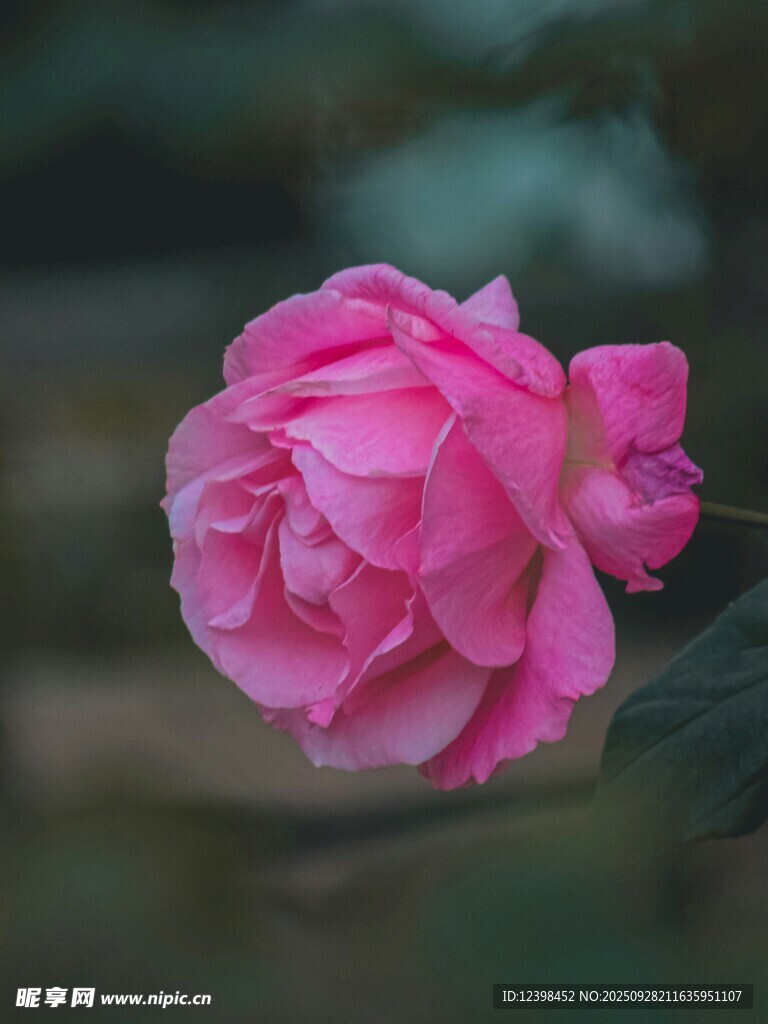 嬌艷粉色牡丹花特寫