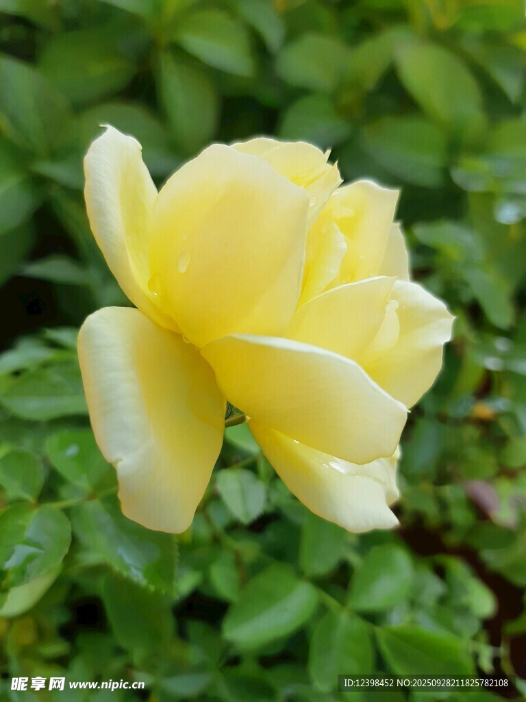 黃色單朵綻放的嬌艷玫瑰