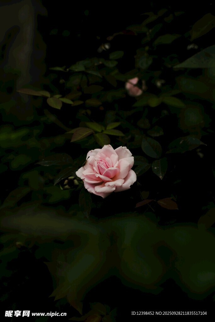 嬌艷粉玫瑰綻放于綠葉間