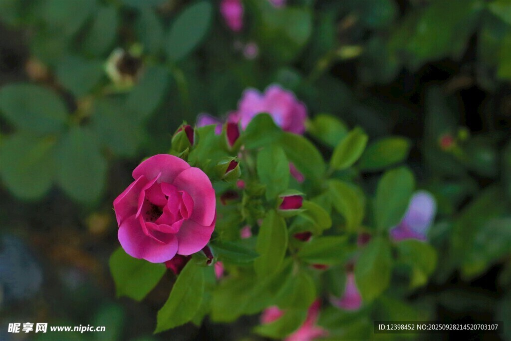 嬌艷粉色薔薇花