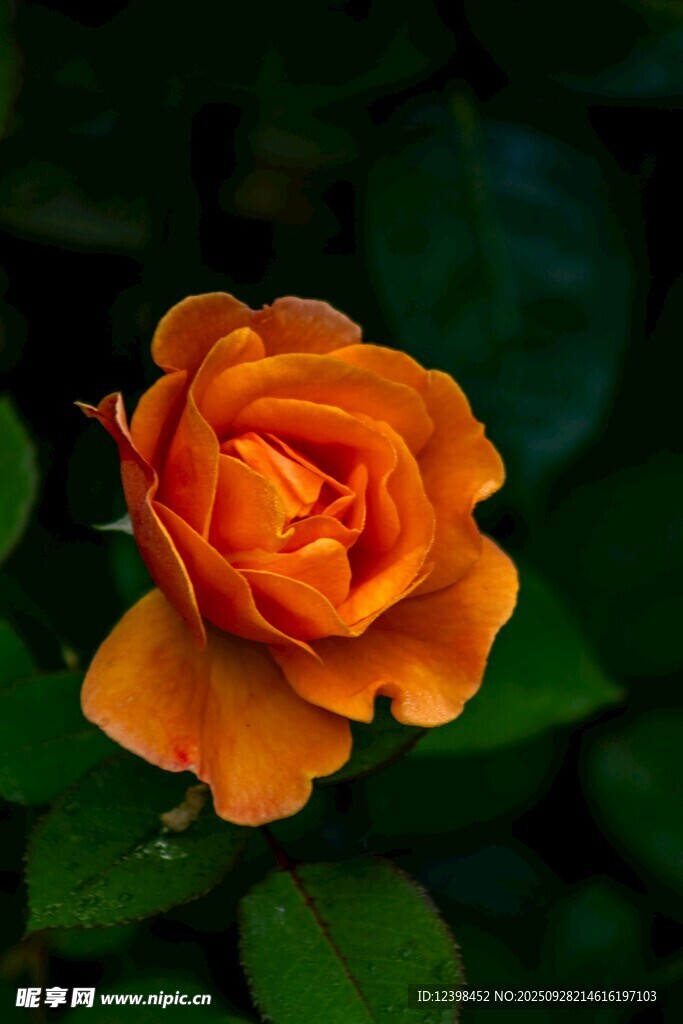 橙色嬌艷月季花