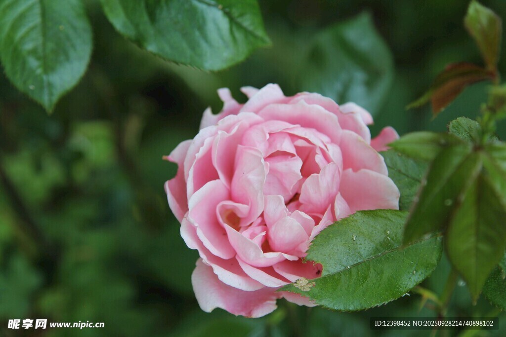 嬌艷粉色月季花