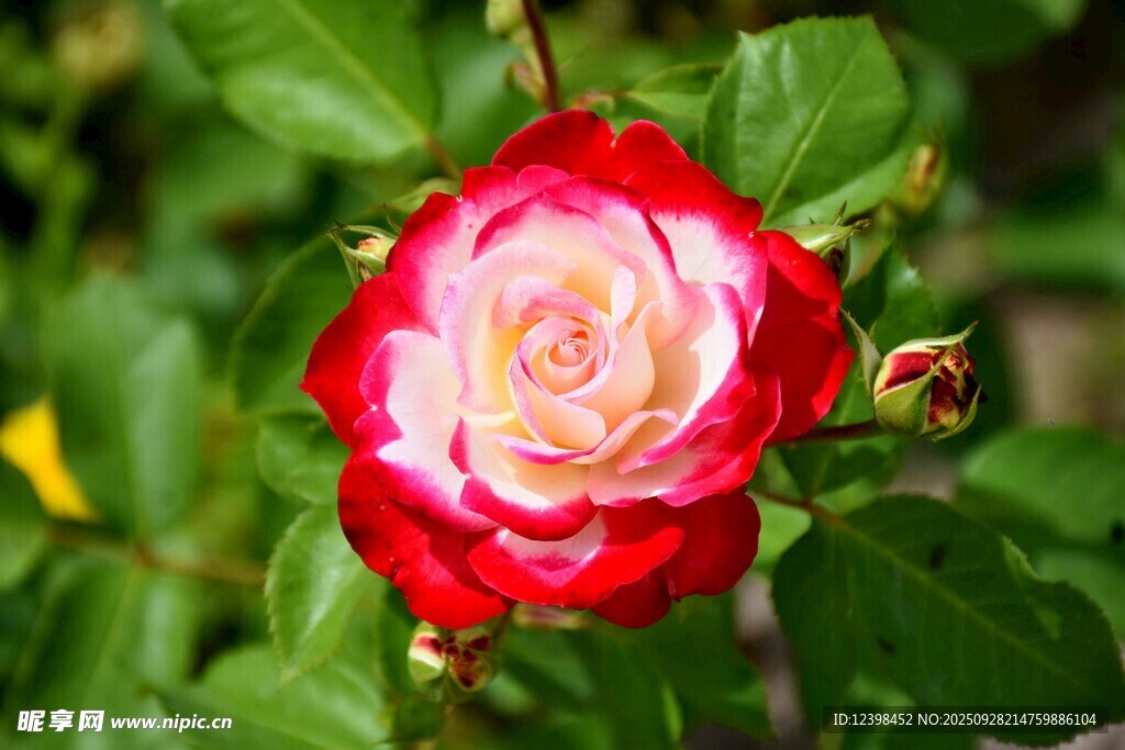 嬌艷雙色月季花