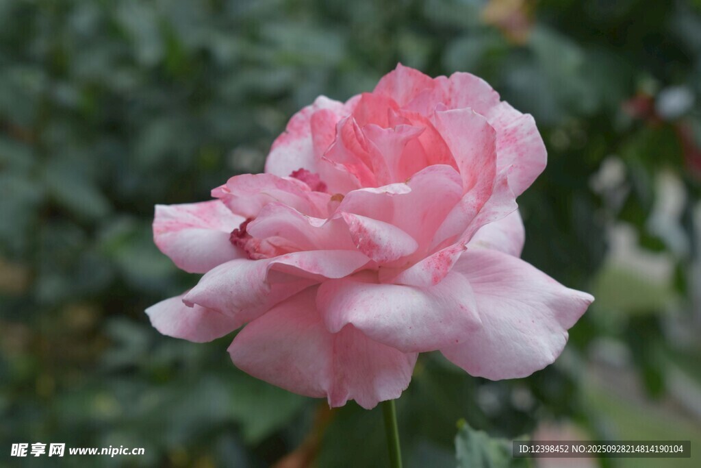 嬌艷粉色月季花