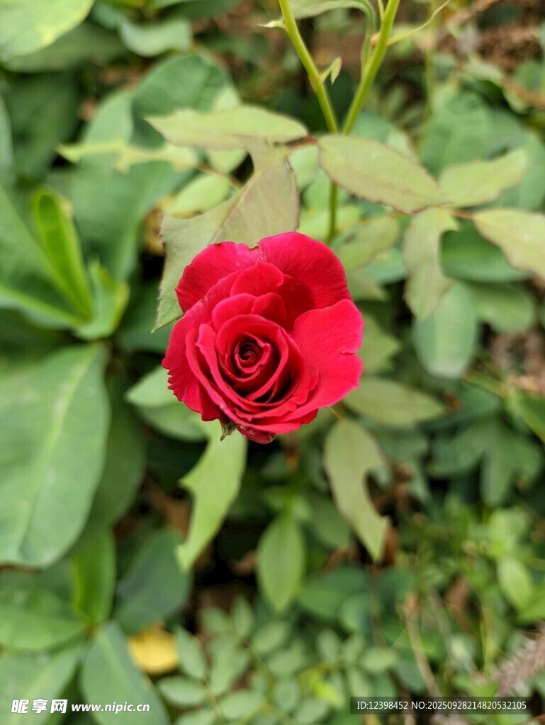 嬌艷紅玫瑰綻放綠葉間