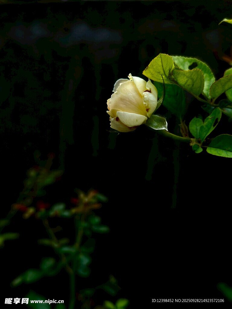 潔白單朵月季花綻放