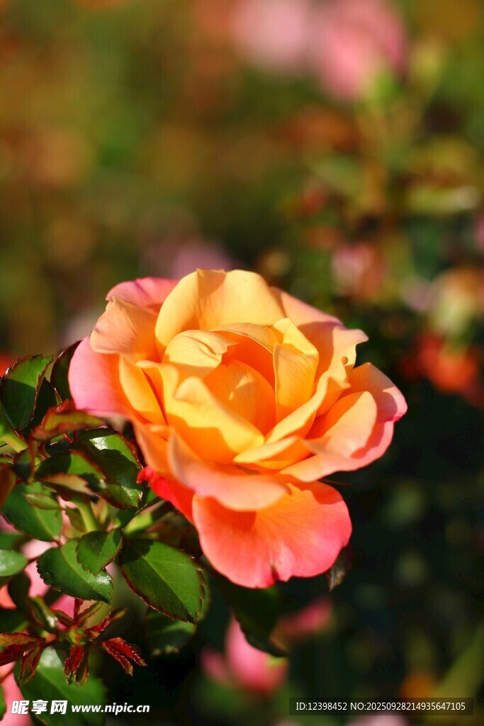 嬌艷橙粉月季花