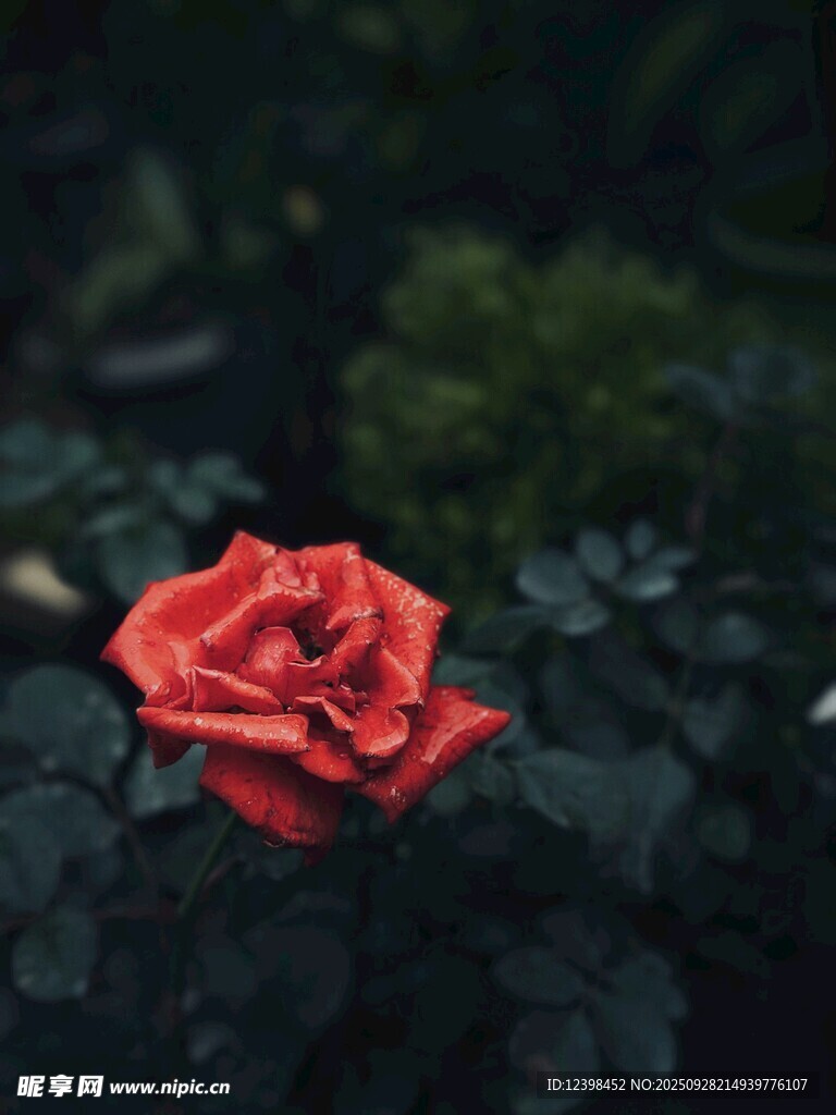 嬌艷紅玫瑰綻放于綠葉間