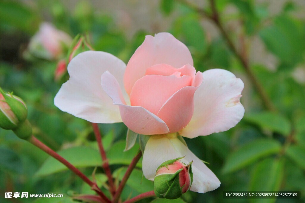 粉色嬌艷月季花特寫