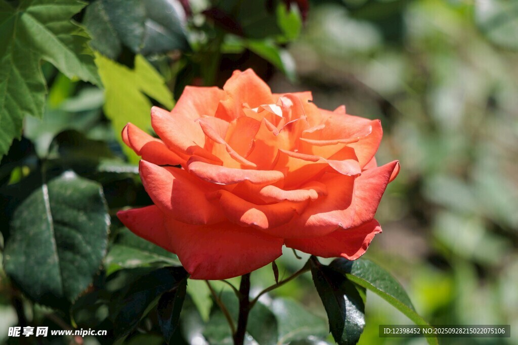 嬌艷橙紅色月季花