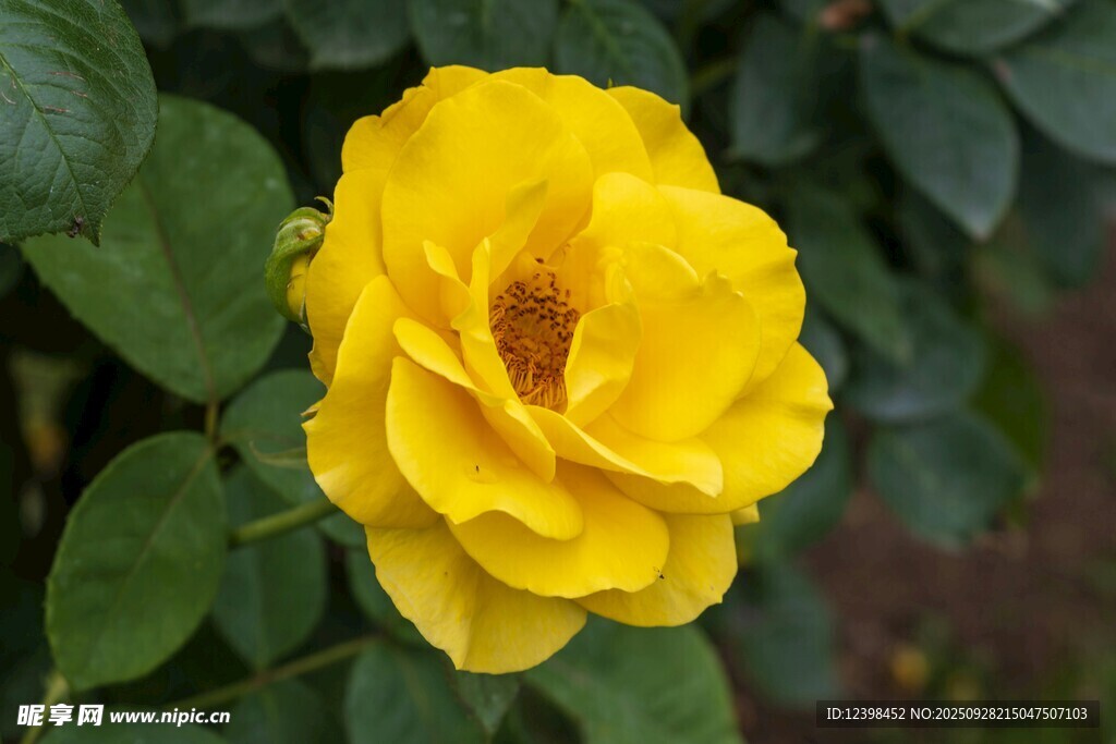 黃色綻放的嬌艷月季花