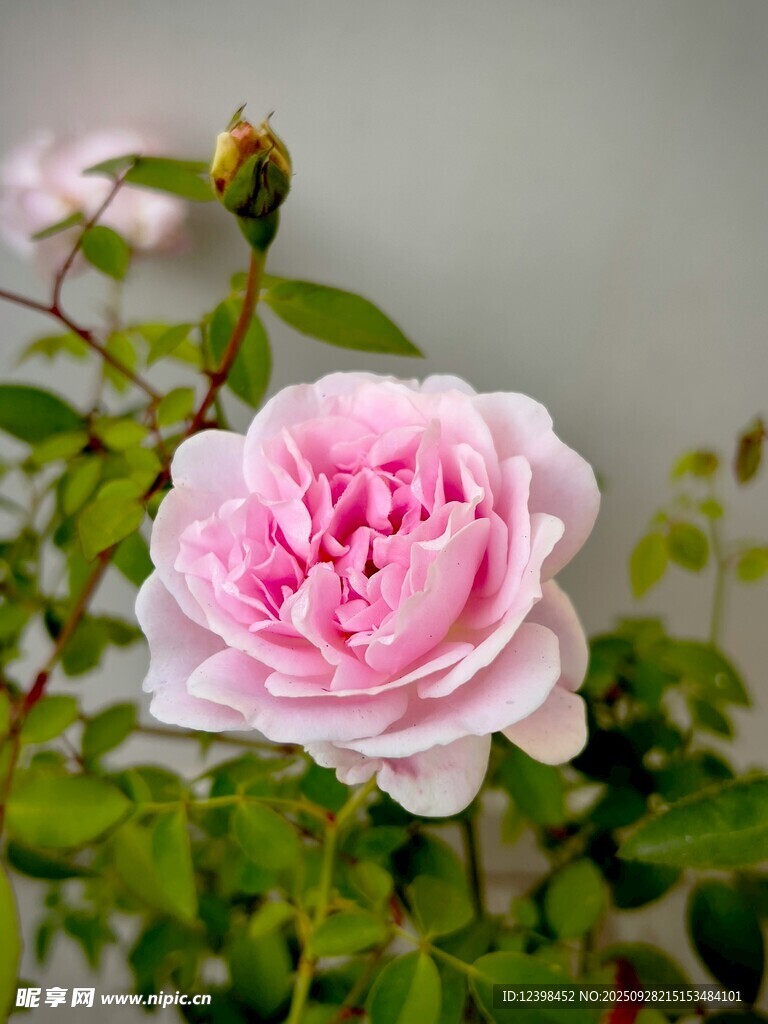 嬌艷粉色薔薇花綻放