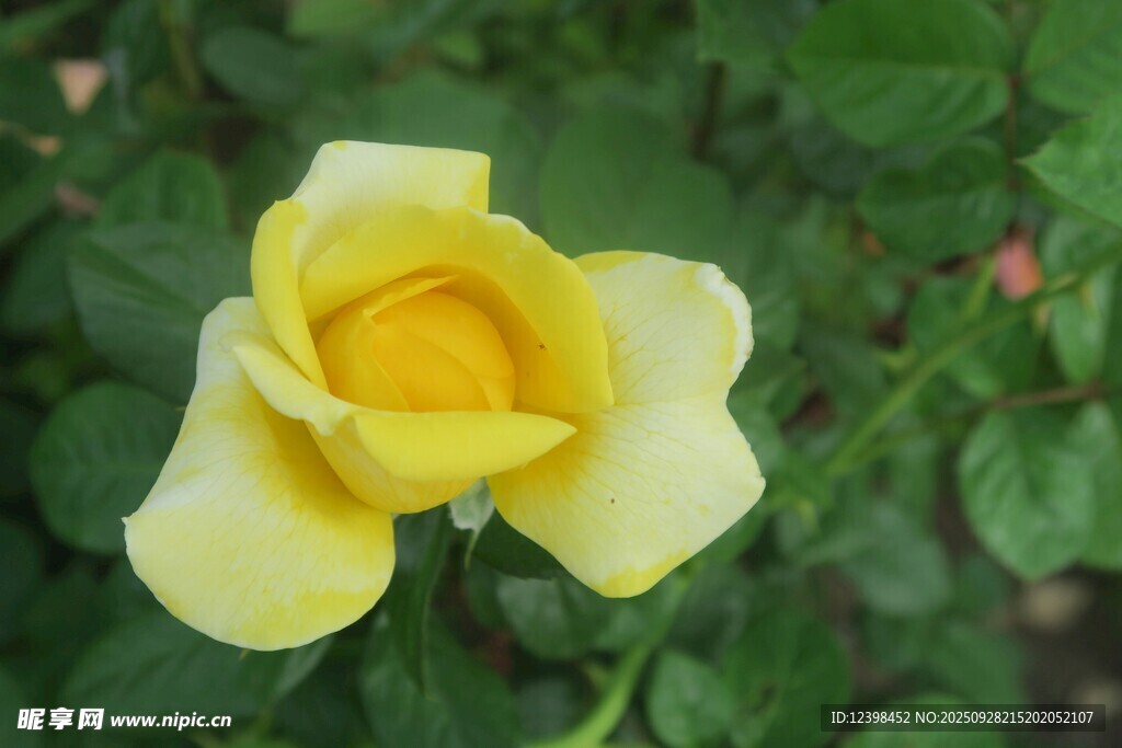 黃色嬌艷月季花