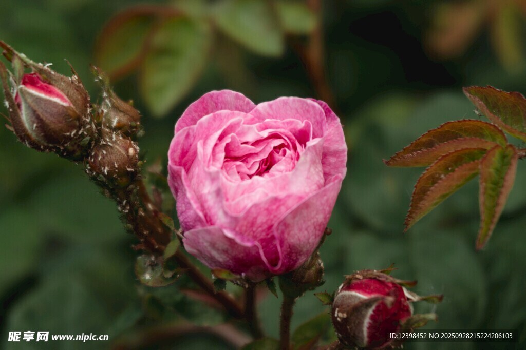 嬌艷粉色薔薇花綻放