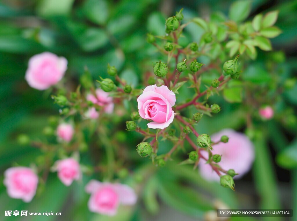 粉色薔薇花綻放枝頭