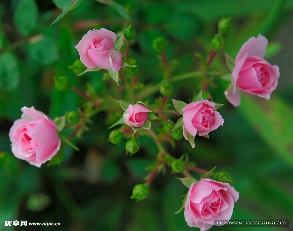 粉色嬌艷小薔薇