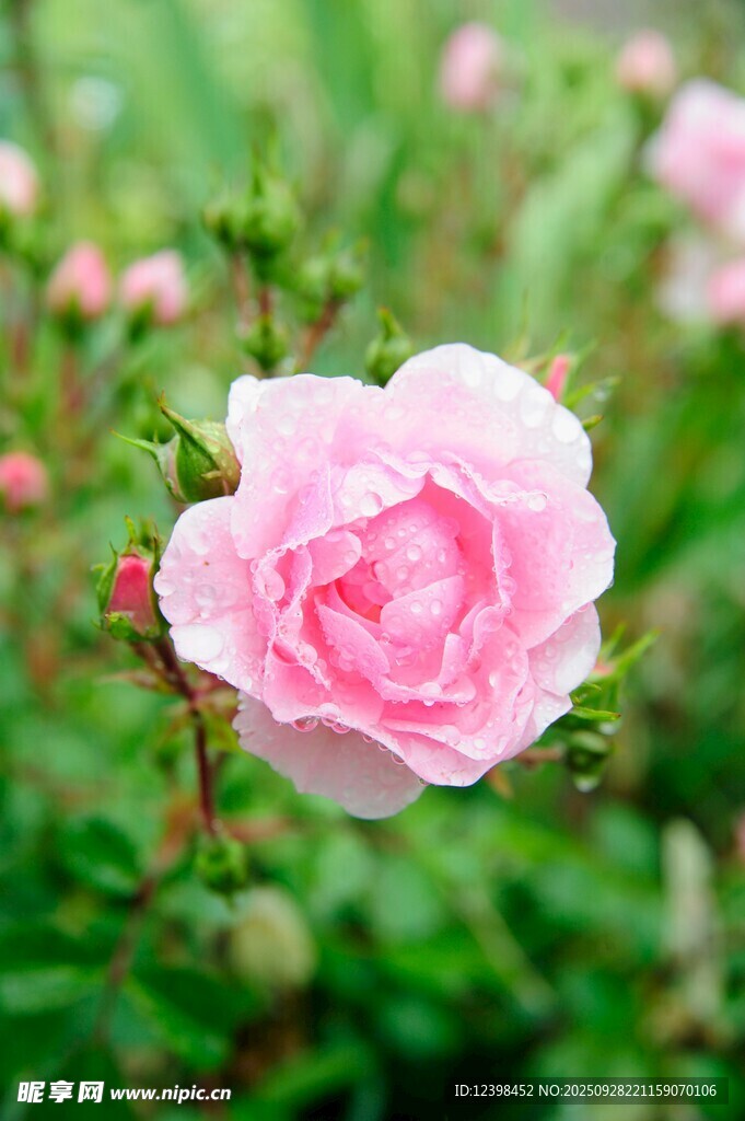 嬌艷粉色薔薇花特寫