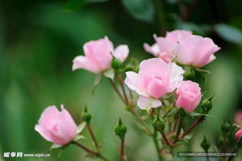 粉色嬌艷薔薇花綻放