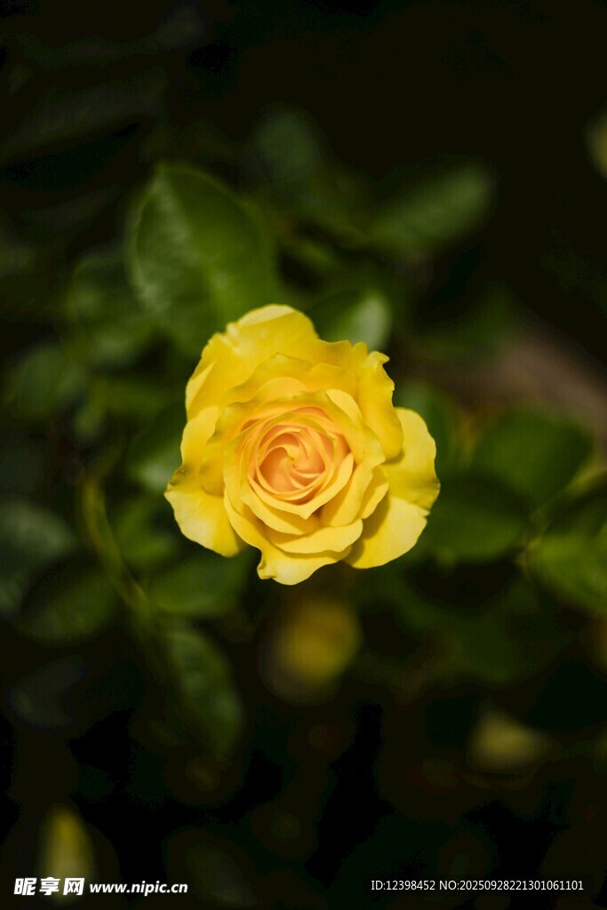 黃色嬌艷月季花