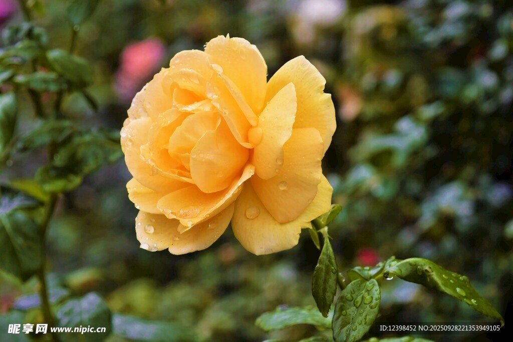 黃色嬌艷月季花