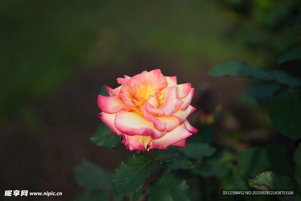 嬌艷雙色月季花