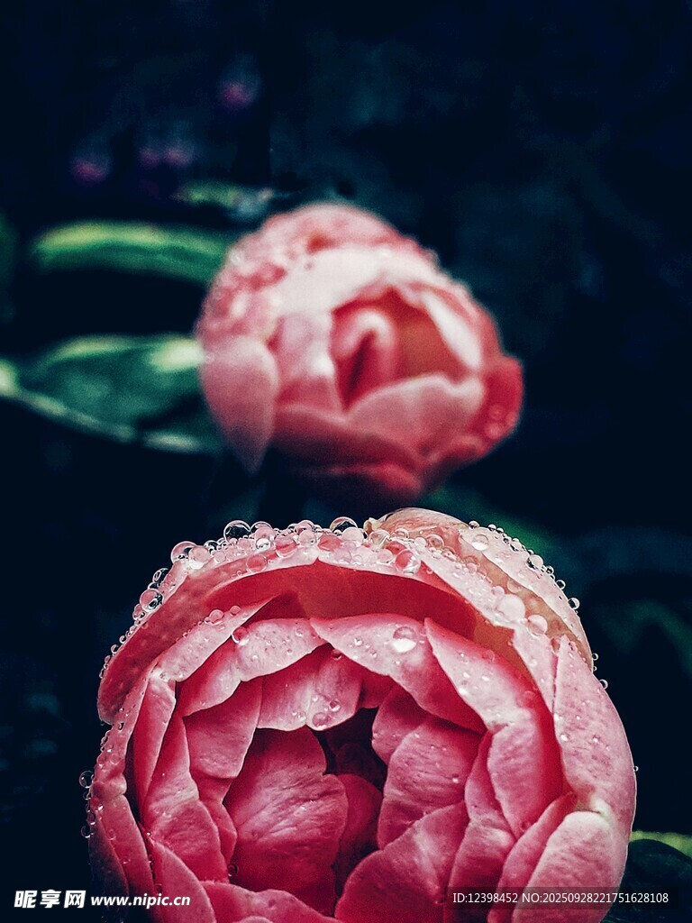 帶水珠的嬌艷粉色花朵