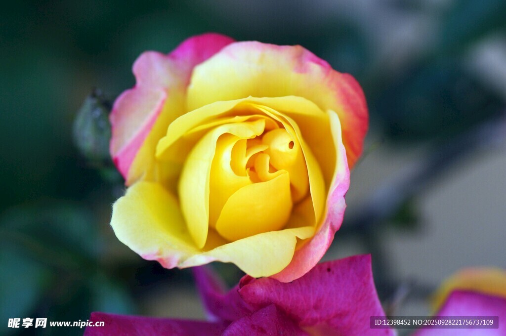 多彩嬌艷月季花