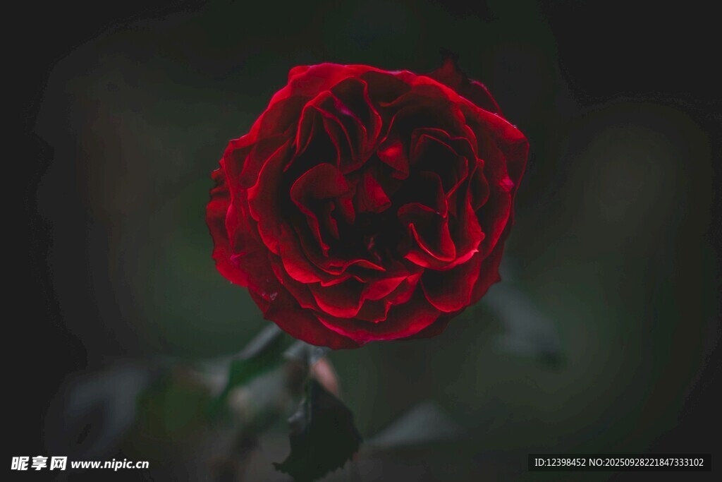 嬌艷紅玫瑰特寫(xiě)