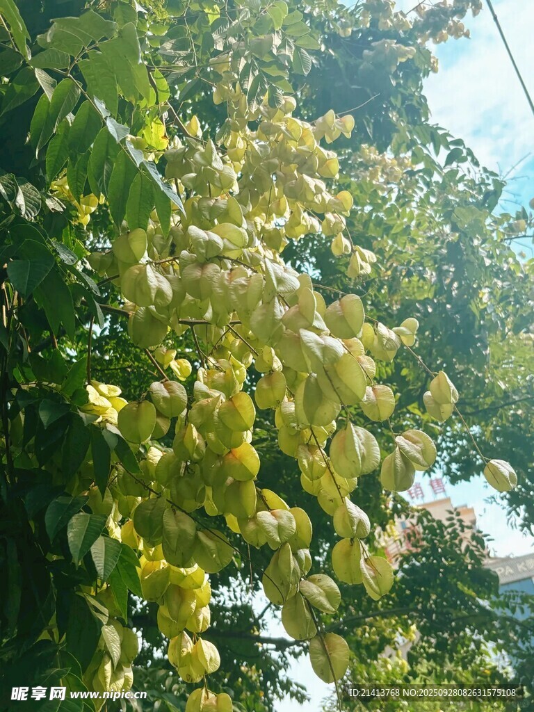 陽(yáng)光下繁茂的綠葉景象