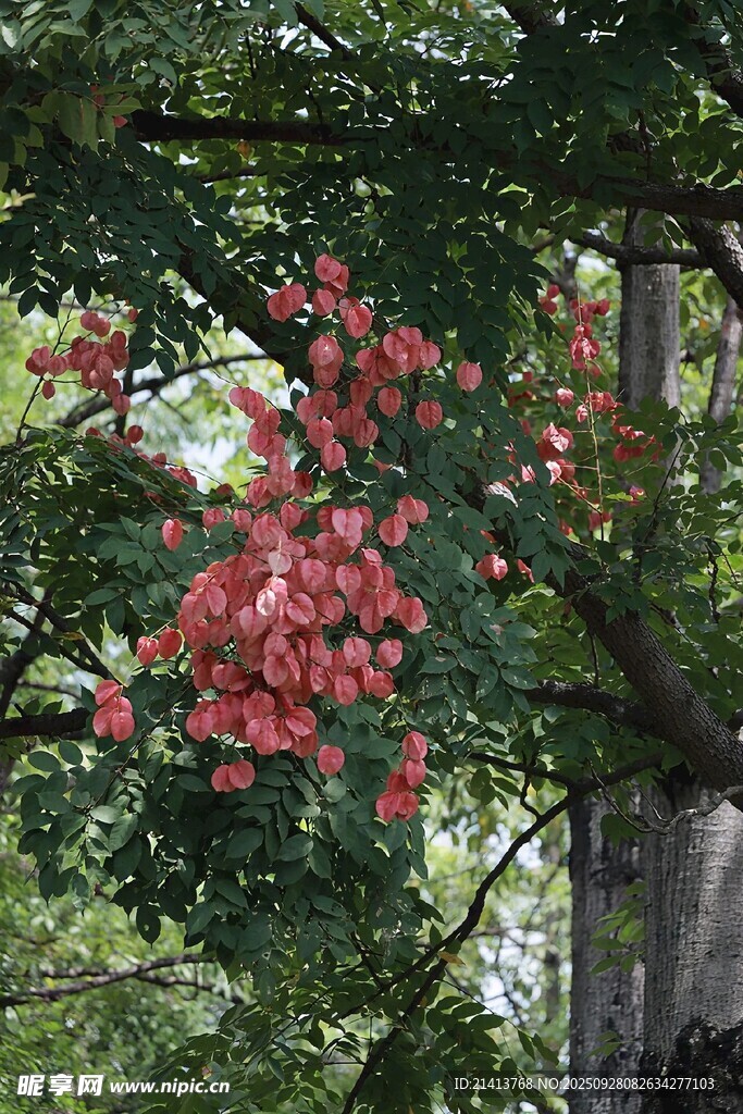 枝頭紅花綻于綠葉間
