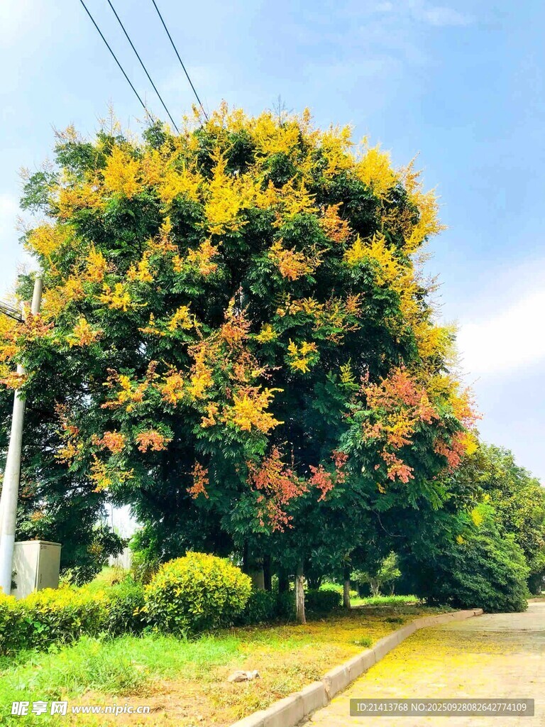 路邊繁茂多彩樹木景觀