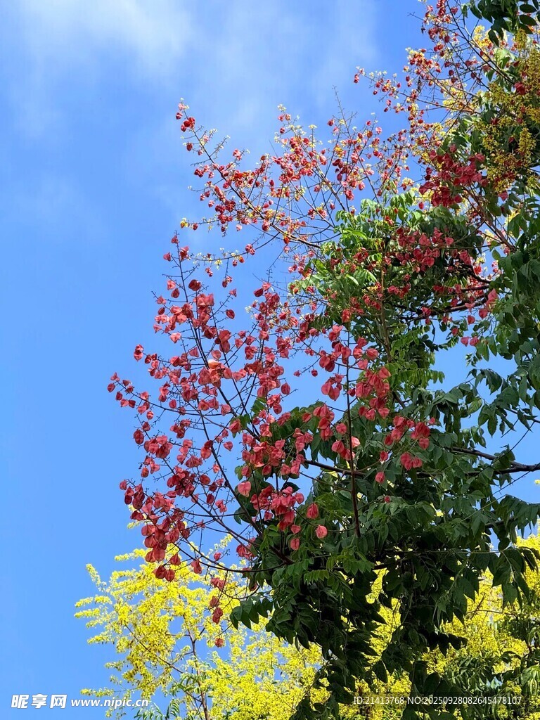 秋日多彩樹梢