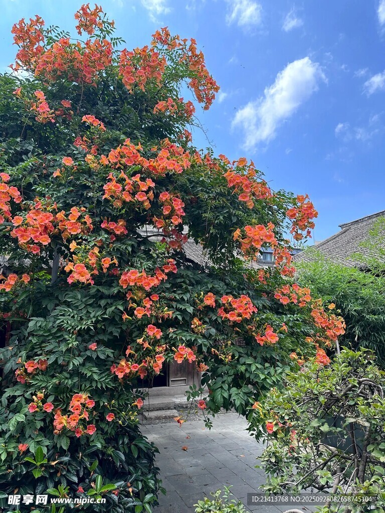 盛開的橙色凌霄花美景
