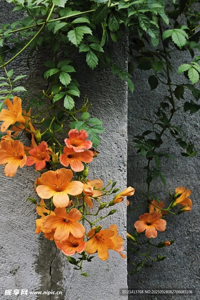石墻上綻放的橙色凌霄花