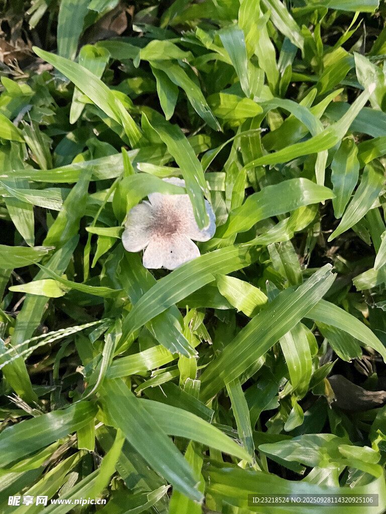 野生蘑菇