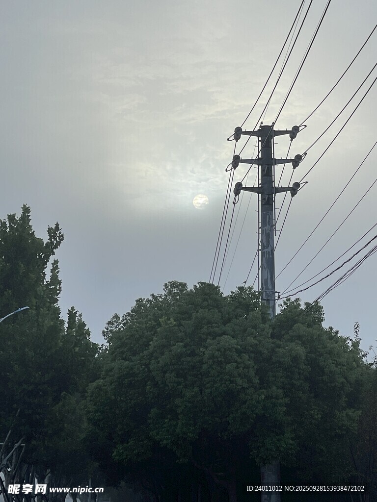 電線桿與繁茂樹木