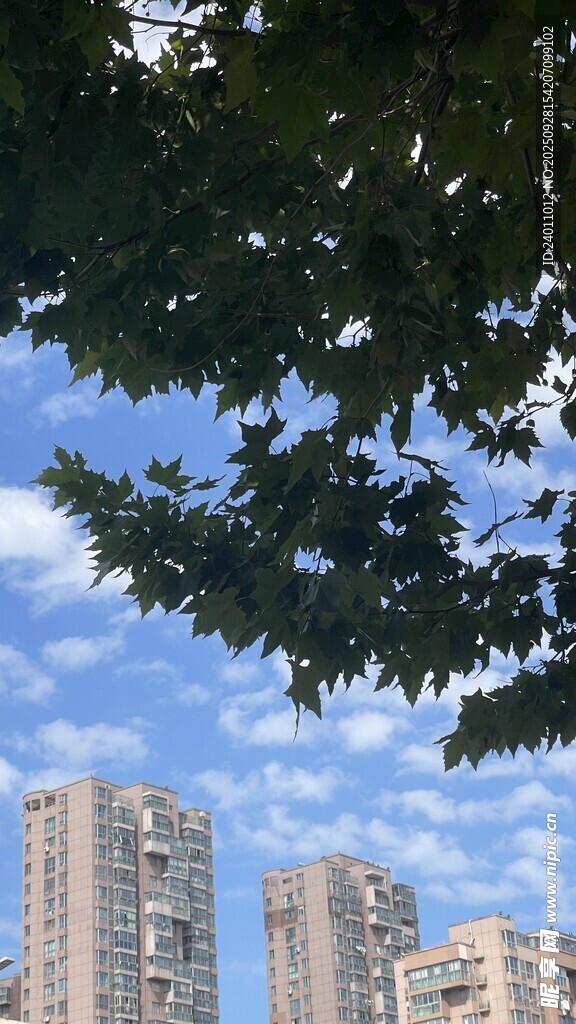高樓間的綠樹與藍(lán)天