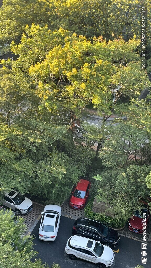 綠樹成蔭下的多彩停車場景